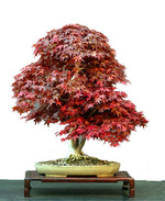 Load image into Gallery viewer, Japanese Maple Bonsai Tree Growing Kit
