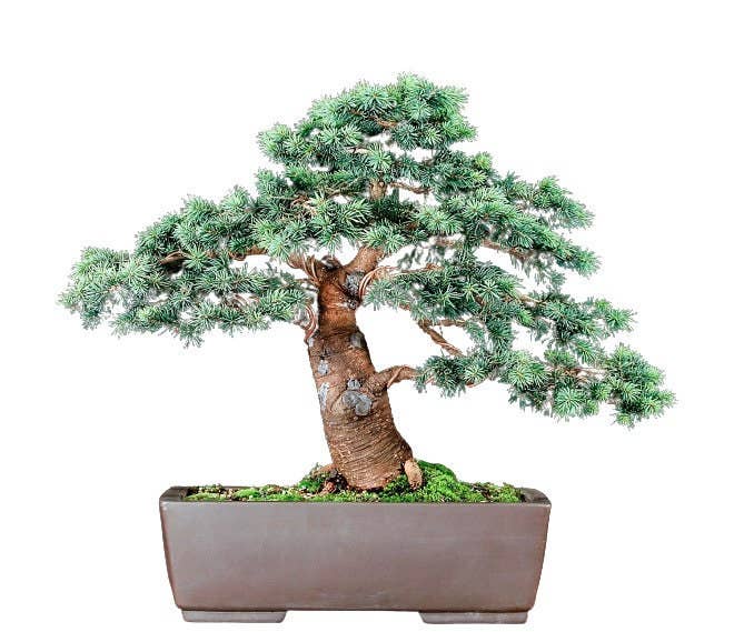 Blue Spruce Bonsai Tree Growing Kit