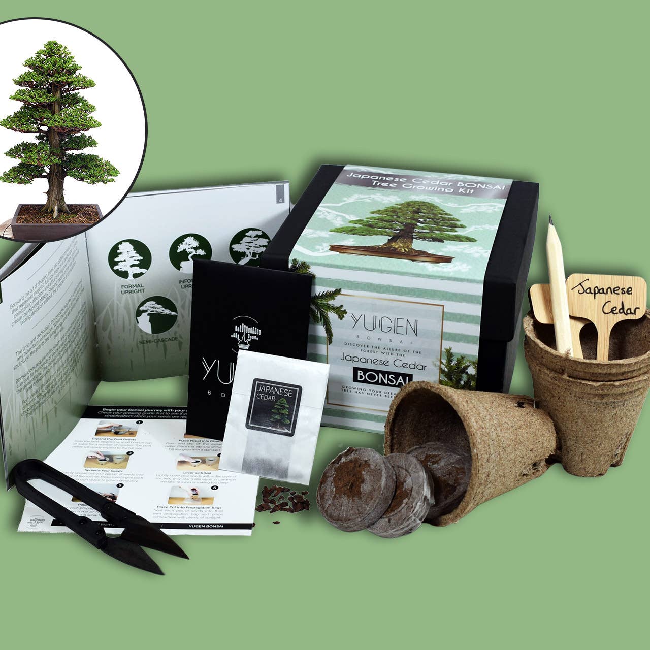 Japanese Cedar Bonsai Tree Growing Kit