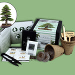Load image into Gallery viewer, Japanese Cedar Bonsai Tree Growing Kit
