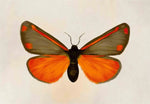 Load image into Gallery viewer, 'Cinnabar Moth' Greeting Card: A6
