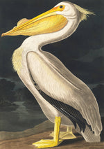 Load image into Gallery viewer, American White Pelican Greeting Card
