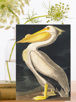 Load image into Gallery viewer, American White Pelican Greeting Card
