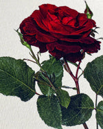 画像をギャラリービューアに読み込む, Red Rose Greeting Card | Birthday Card | Luxury Cards

