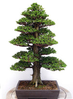 Load image into Gallery viewer, Japanese Cedar Bonsai Tree Growing Kit
