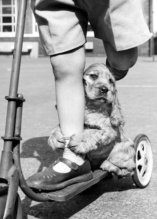 Dog with scooter blank greetings card