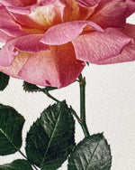 Carica l'immagine nel visualizzatore di Gallery, Pink Rose Greeting Card | Luxury Cards from Canonbury Press

