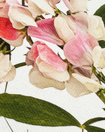 Load image into Gallery viewer, Pink Sweet Peas Greeting Card | Luxury Cards from Canonbury Press
