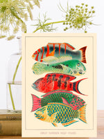 Load image into Gallery viewer, Great Barrier Reef ~ Blank Vintage Design Greeting Card
