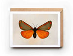 Load image into Gallery viewer, 'Cinnabar Moth' Greeting Card: A6
