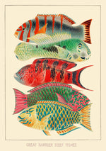 Load image into Gallery viewer, Great Barrier Reef ~ Blank Vintage Design Greeting Card
