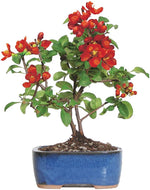 Load image into Gallery viewer, Japanese Quince Bonsai Tree Growing Kit
