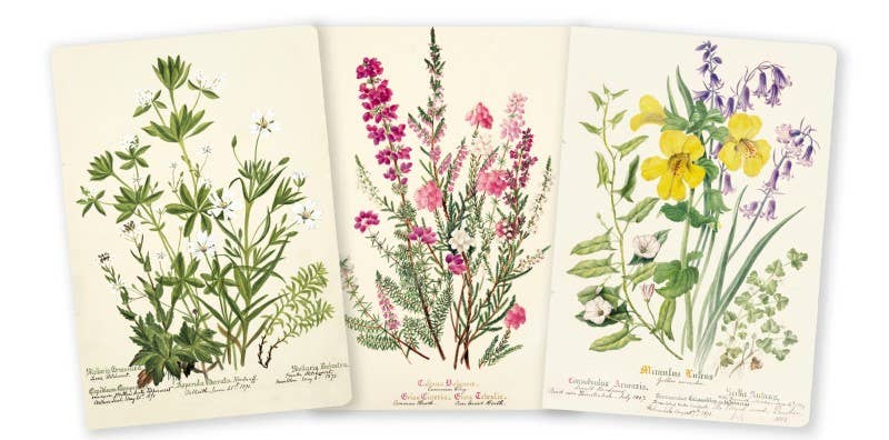 Royal Botanic Garden Edinburgh Set of 3 Midi Notebooks: Midi Notebook Collections