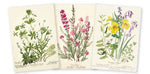 Laden Sie das Bild in den Galerie-Viewer, Royal Botanic Garden Edinburgh Set of 3 Midi Notebooks: Midi Notebook Collections
