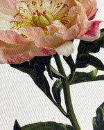 Load image into Gallery viewer, Peony Greeting Card | Luxury Cards from Canonbury Press
