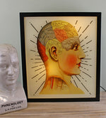 Load image into Gallery viewer, Decorative Lightbox, Phrenology Head
